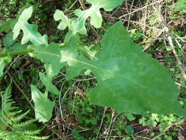 Longues feuilles molles embrassantes et cordées à la base. Les supérieures sont lancéolées et les inférieures ovales. Le verso est glauque. Agrandir dans une nouvelle fenêtre (ou onglet)